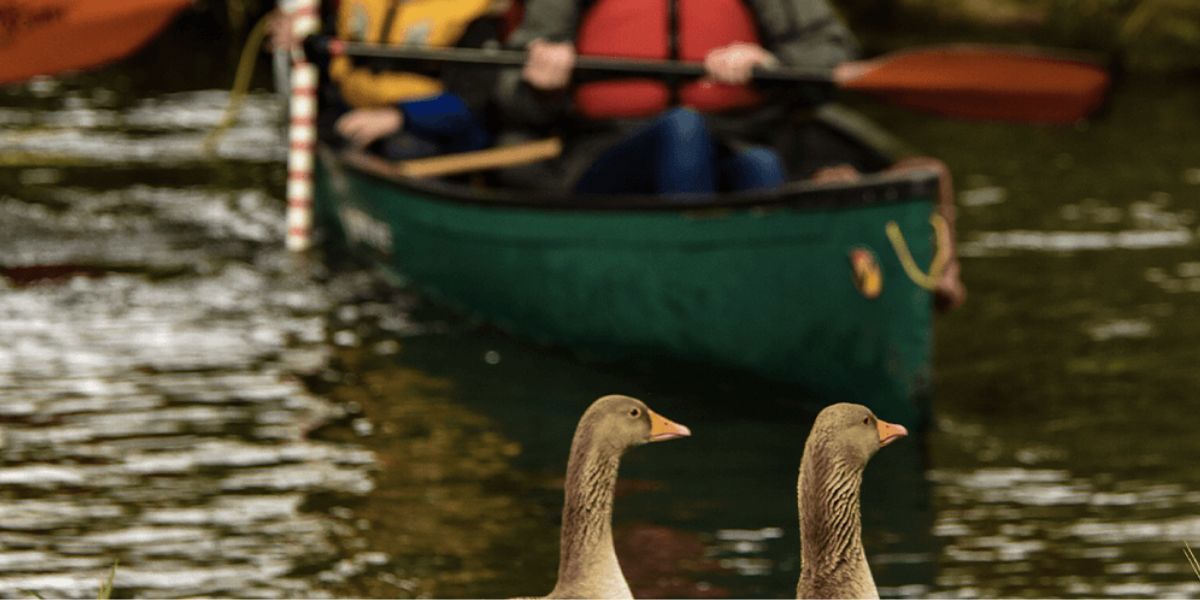 Centre Homepage Gallery Woodmill Kayaking Geese
