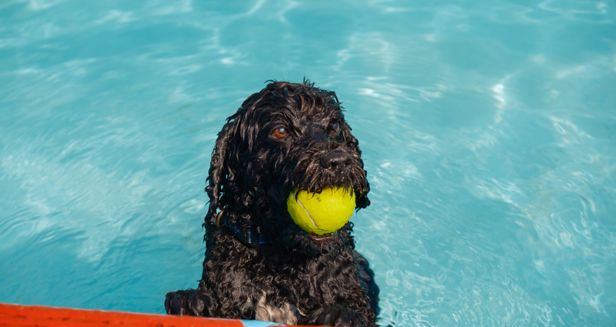 Dog Day 2025